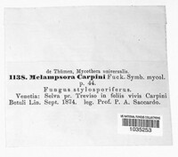 Melampsoridium carpini image